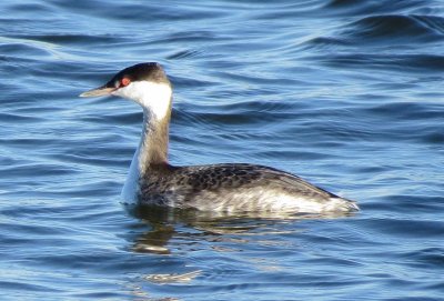 Horned Grebe