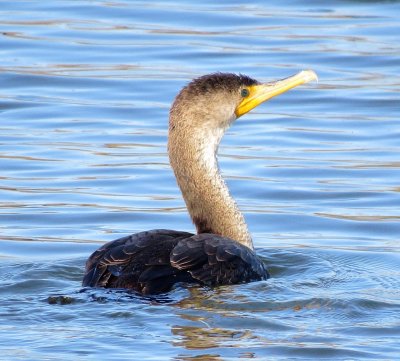 Double-Crested Cormorant