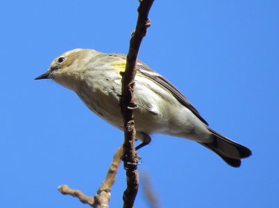 Myrtle Warbler