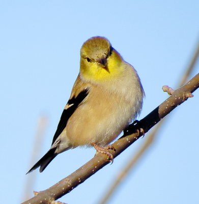 American Goldfinch