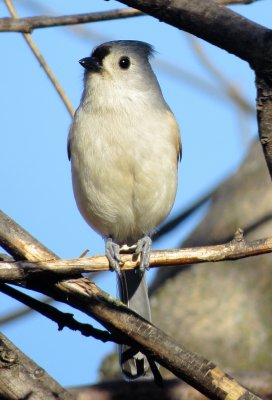 Tufted Titmouse