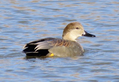 Gadwall