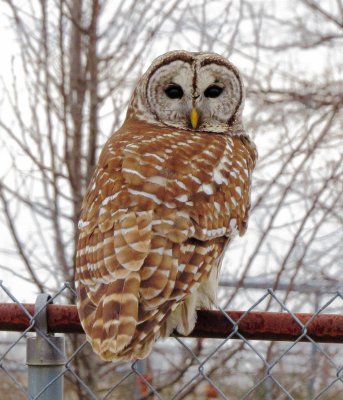 Barred Owl