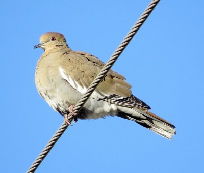 White-Winged Dove