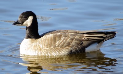 Cackling Goose