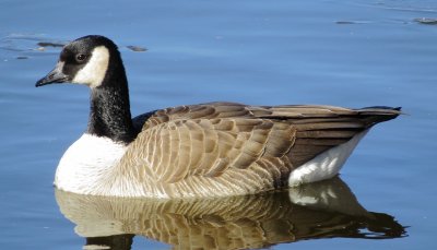 Cackling Goose