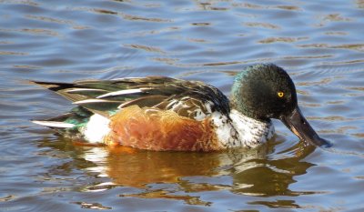 Northern Shoveler
