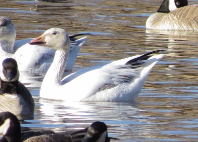 Snow Goose