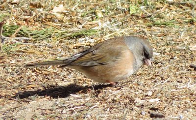 Dark-Eyed Junco