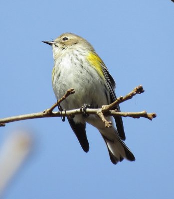 Myrtle Warbler