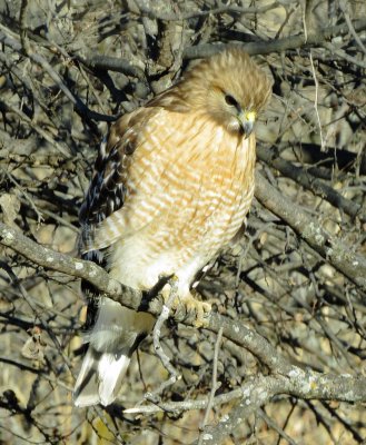 Red-Shouldered Hawk