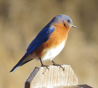 Eastern Bluebird