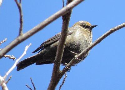 Rusty Blackbird