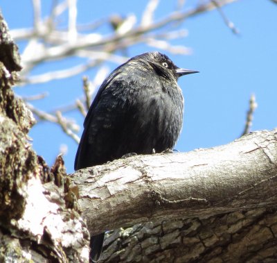 Rusty Blackbird
