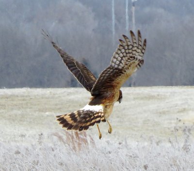 Northern Harrier