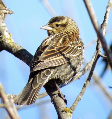 Red-Winged Blackbird