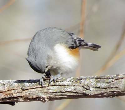 Tufted Titmouse