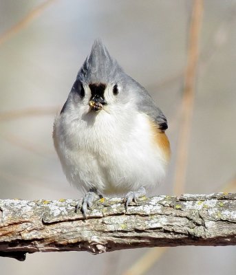 Tufted Titmouse