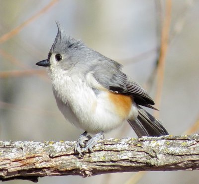 Tufted Titmouse