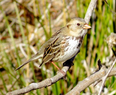 Harris's Sparrow