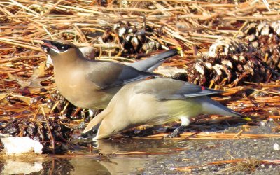 Cedar Waxwing