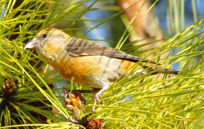 Red Crossbill