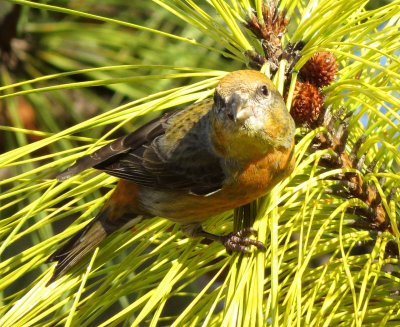 Red Crossbill