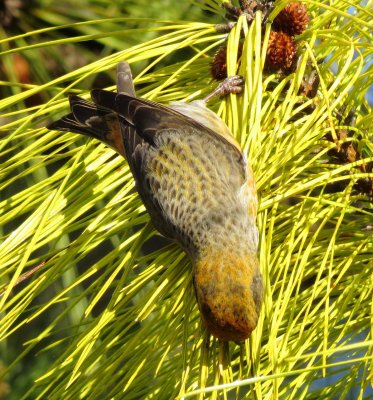Red Crossbill