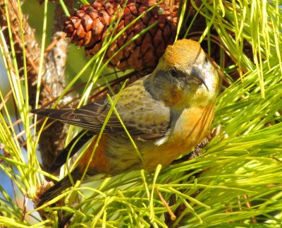 Red Crossbill