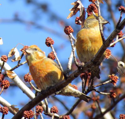 Red Crossbill