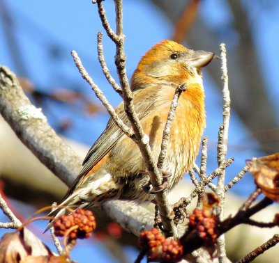 Red Crossbill