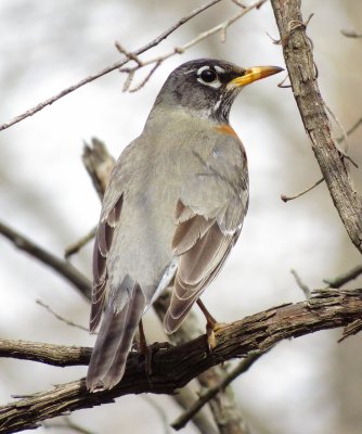 American Robin