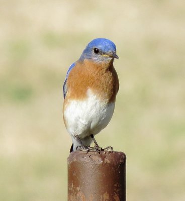 Eastern Bluebird