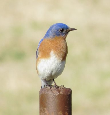 Eastern Bluebird