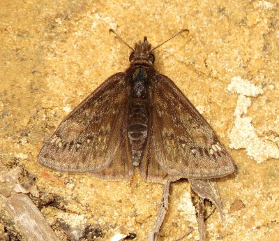 Wild Indigo Duskywing