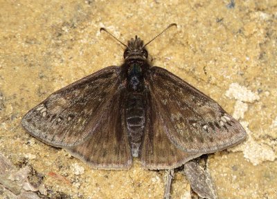 Wild Indigo Duskywing