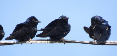 Purple Martin