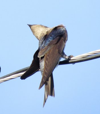 Purple Martin