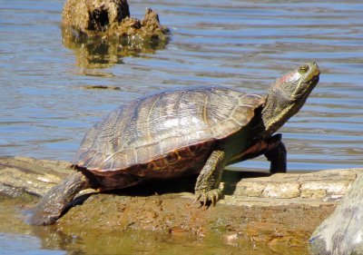 Red-Eared Slider