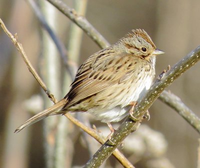 Lincoln's Sparrow