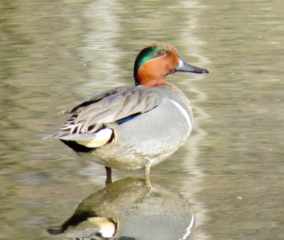 Green-Winged teal