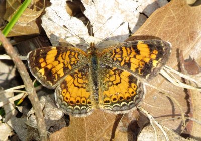 Pearl Crescent