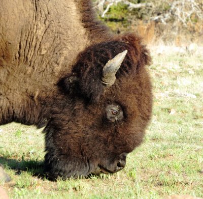 American Bison