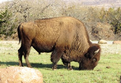 American Bison