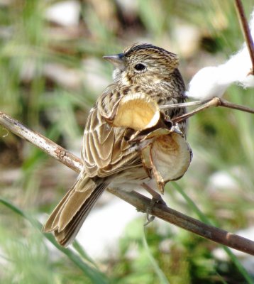 Vesper Sparrow