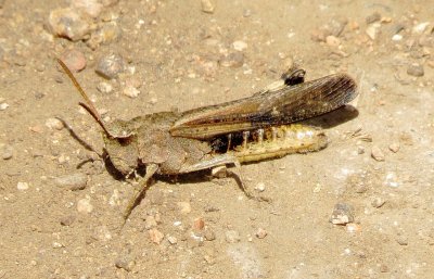 Green-Striped Grasshopper