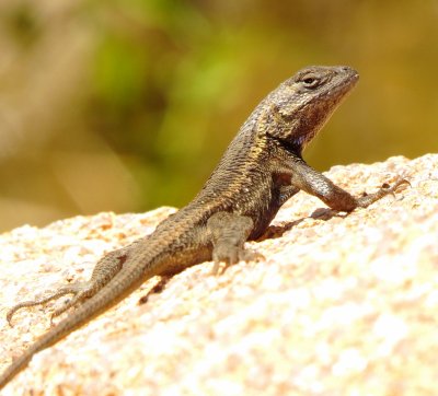 Prairie Lizard