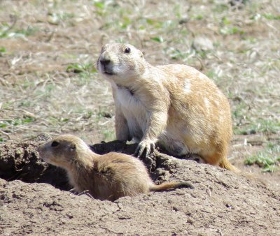 Black-Tailed Prairie Dog