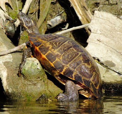 Eastern River Cooter