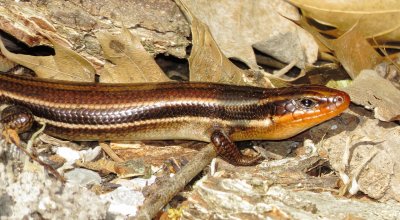 Common Five-Lined Skink